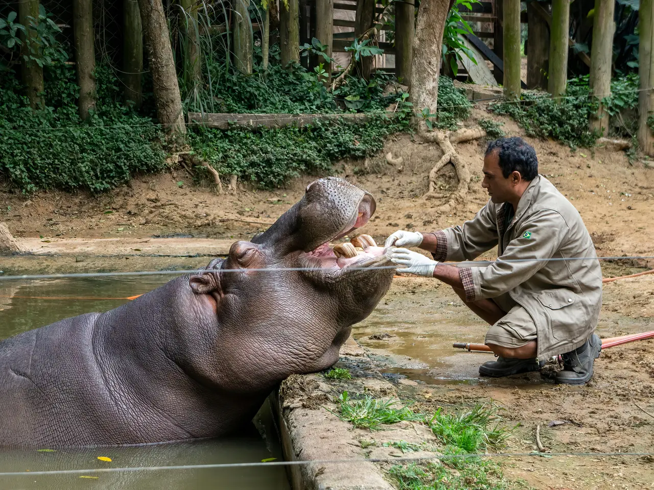 zoo de beauval