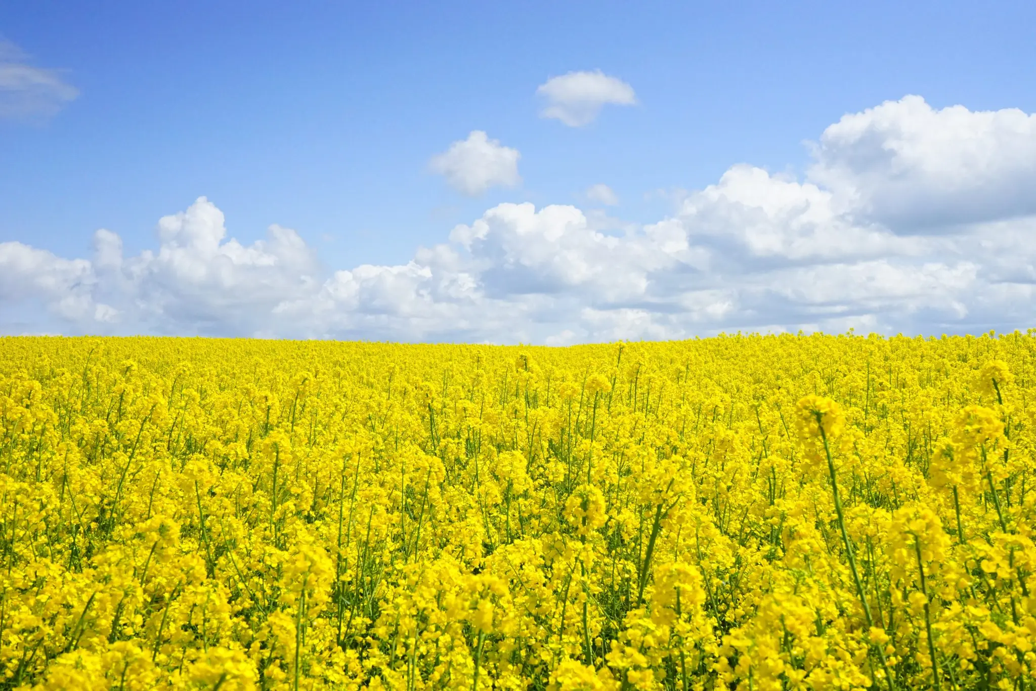 production agricole